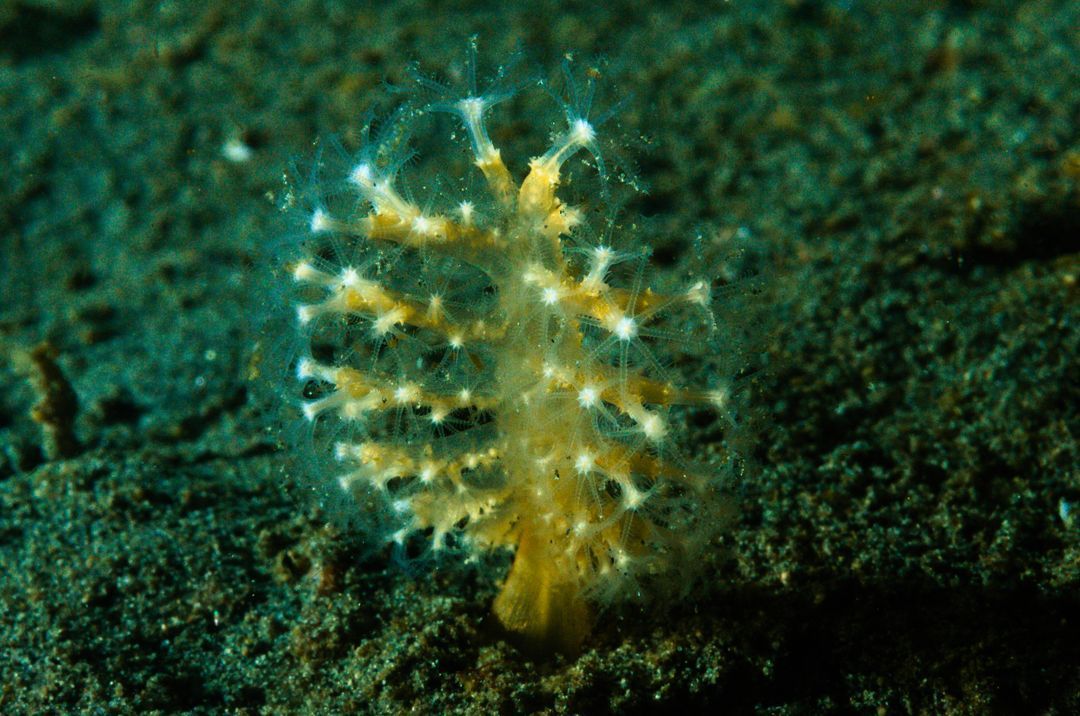 Fay Bainbridge Island State Park dive site, Bainbridge Island, WA, US