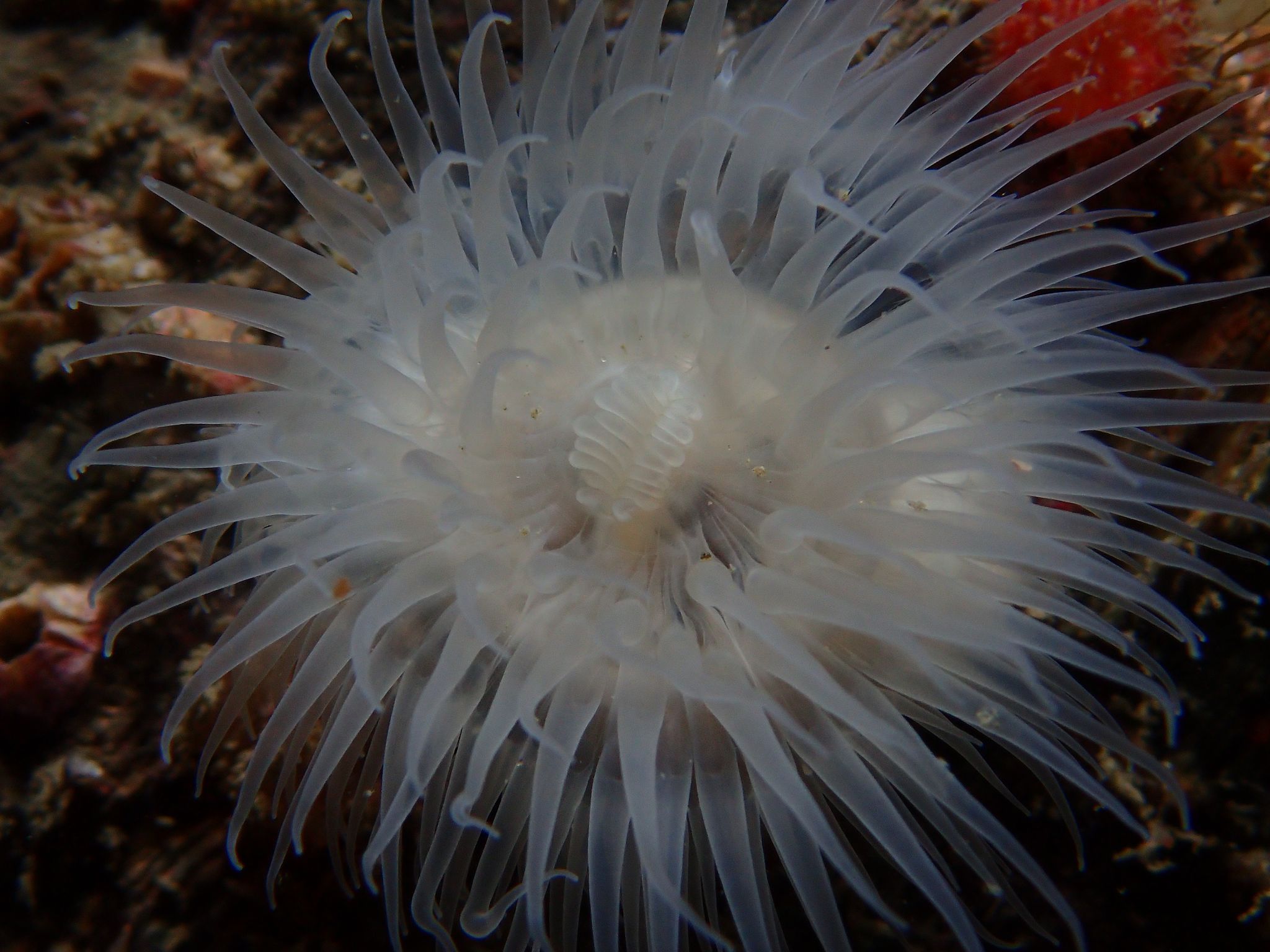 Metridium dive site, Bainbridge Island, WA, US