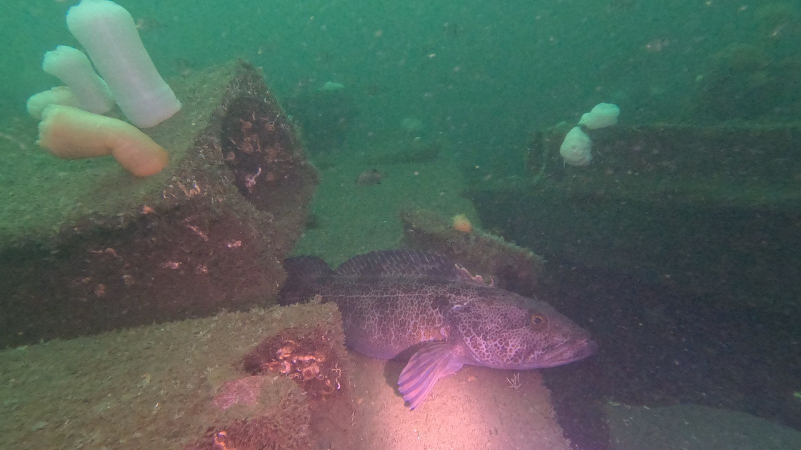 I love lingcod