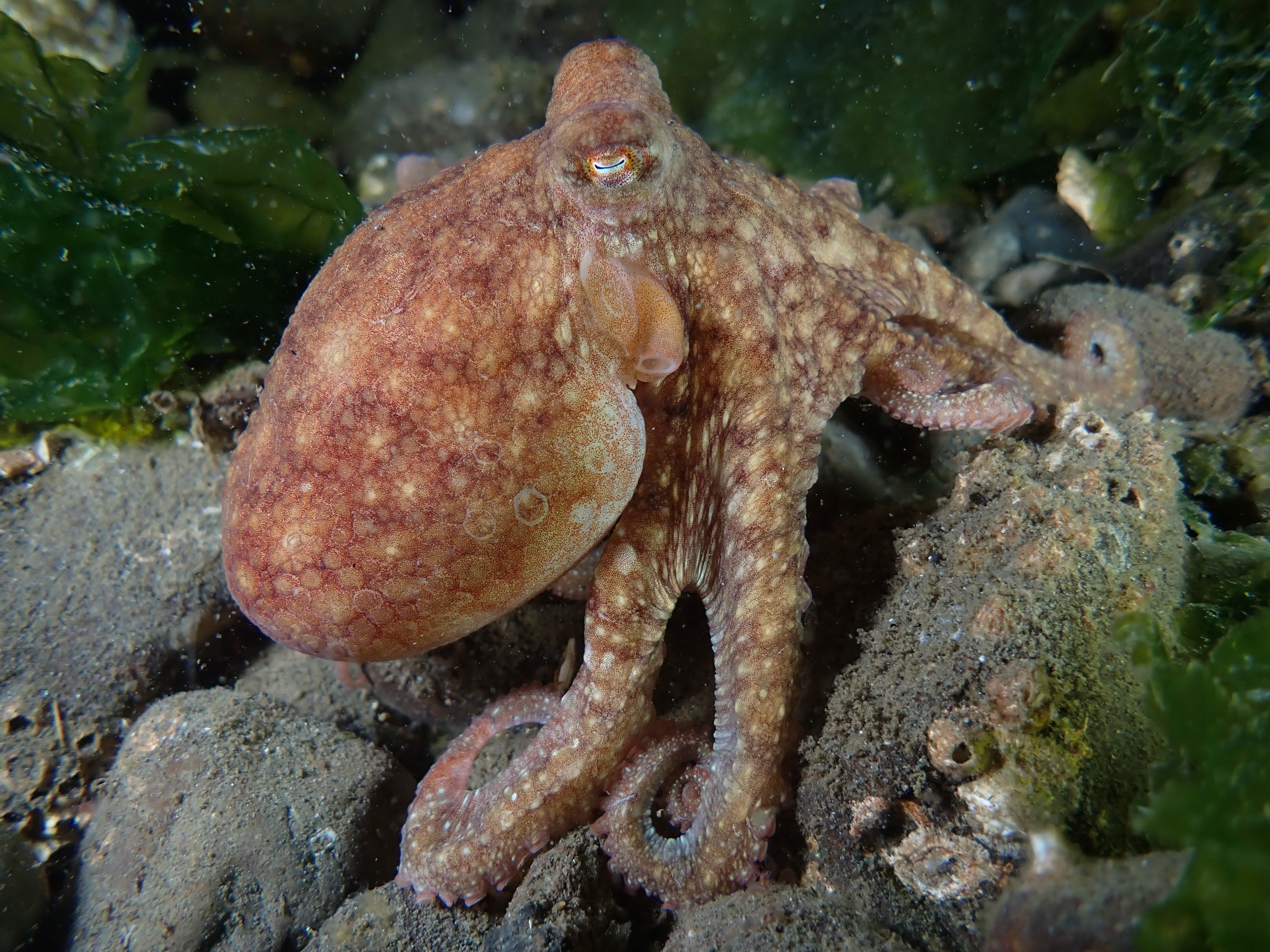 Redondo dive site, Des Moines, WA, US