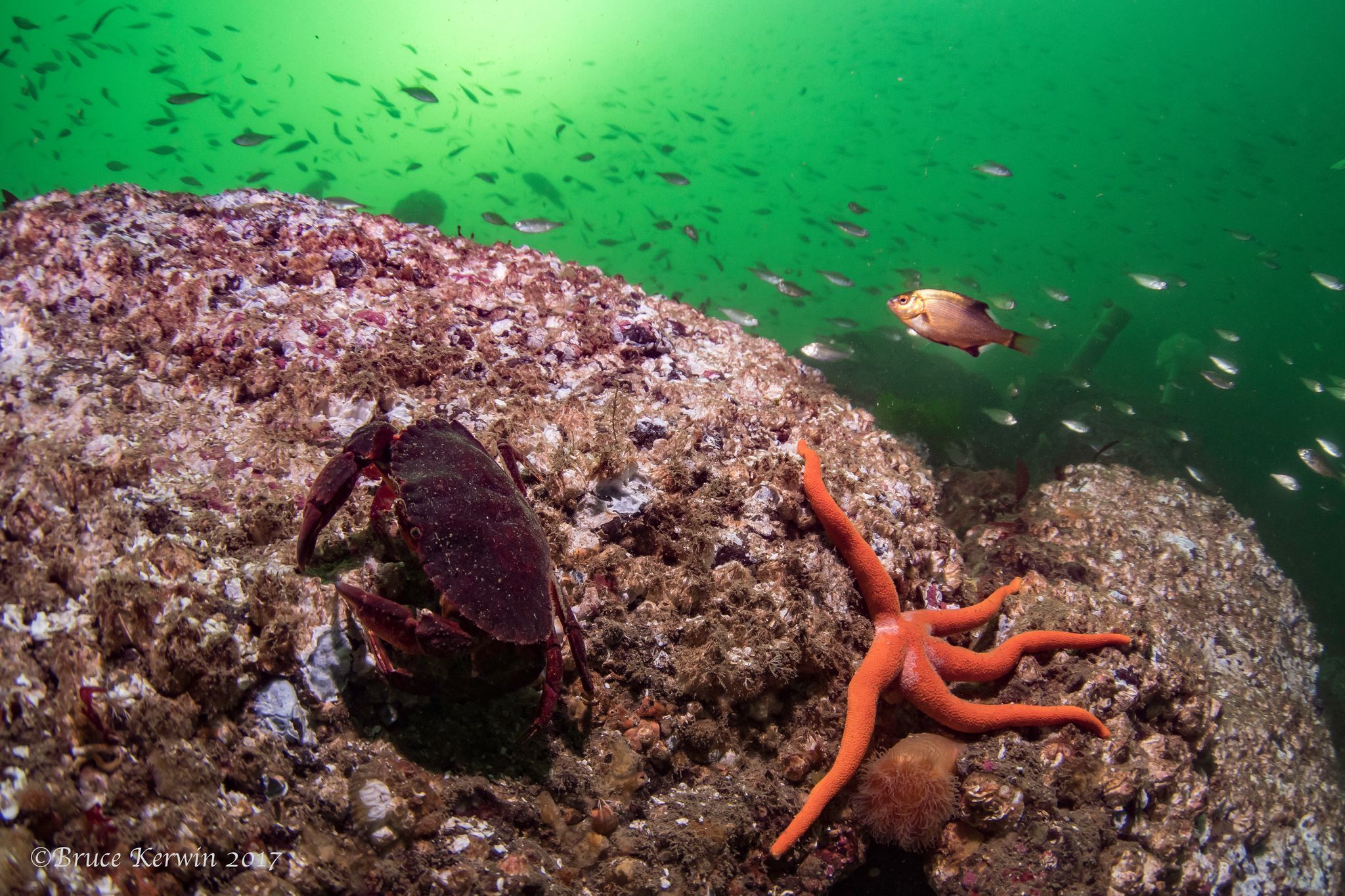 Red Rock Crab and Blood Star