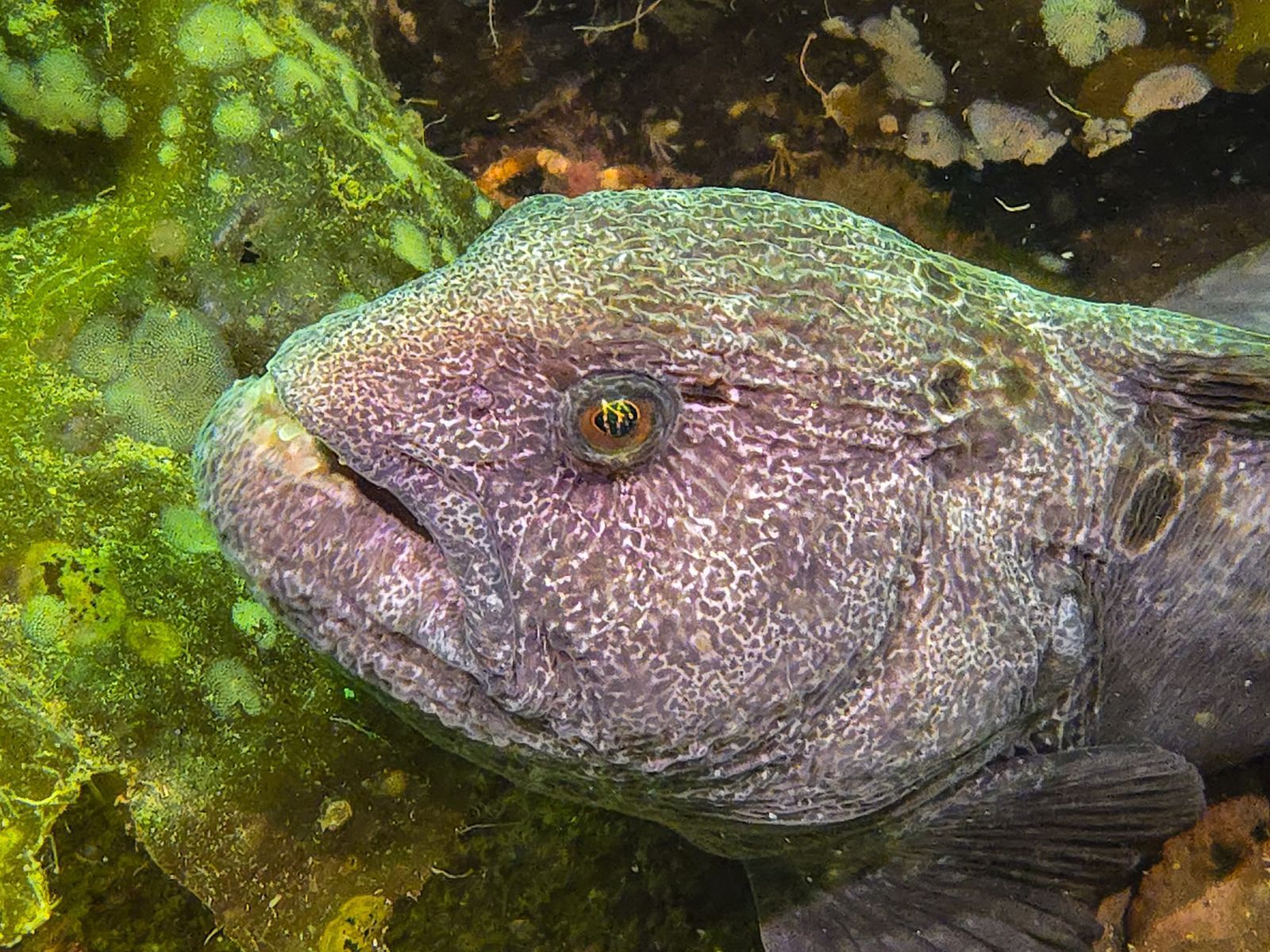 Wolf eel 